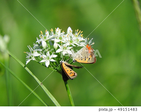 ニラの花に集まるベニシジミ ニラの花に集まるベニシジミ 49151483