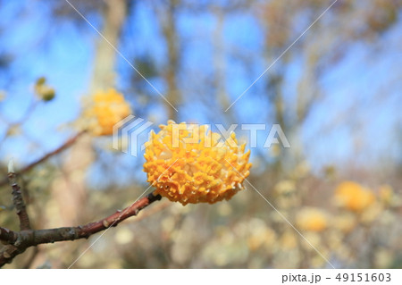 ミツマタの花 ミツマタの花 49151603