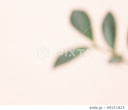 自然 フル 葉 49151825