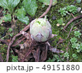大きめのふきのとう 49151880