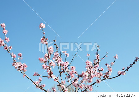 アーモンドの花 49152277