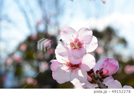 アーモンドの花 アーモンドの花 49152278