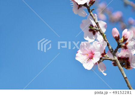アーモンドの花 アーモンドの花 49152281