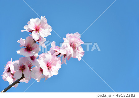 アーモンドの花 49152282