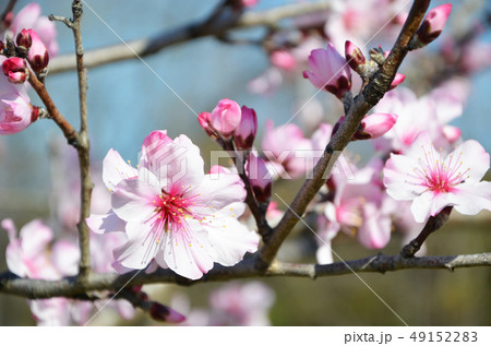 アーモンドの花 49152283