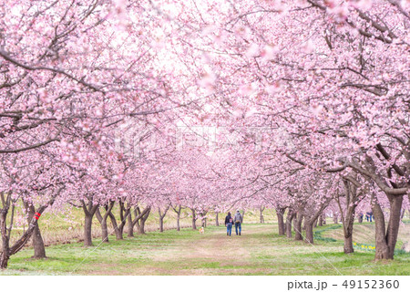北浅羽桜堤公園 寒桜 49152360