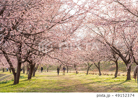 北浅羽桜堤公園 寒桜 北浅羽桜堤公園 寒桜 49152374