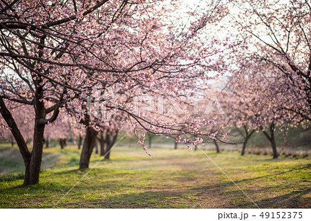 北浅羽桜堤公園 寒桜 北浅羽桜堤公園 寒桜 49152375
