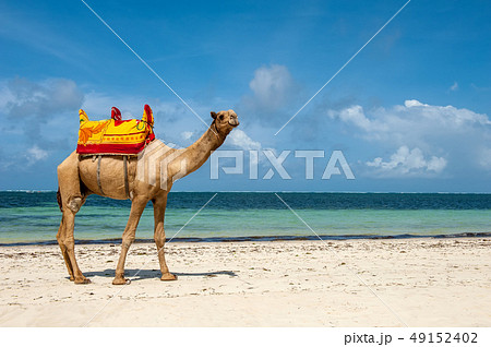 Camel on a beach coast 49152402