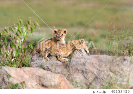 Lion cub 49152439