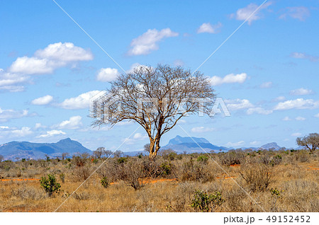 Landscape with nobody tree in Africa Landscape with nobody tree in Africa 49152452