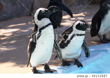 ケープペンギン ケープペンギン 49152687