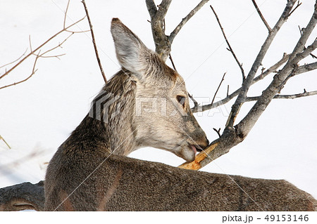 樹皮を食害する厳冬期のエゾシカ［メス成獣・シカの背後側から横顔をアップで撮影/７‐３］ 49153146