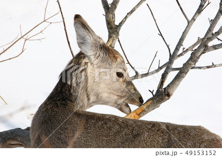 樹皮を食害する厳冬期のエゾシカ［メス成獣・シカの背後側から横顔をアップで撮影/７‐６］ 49153152