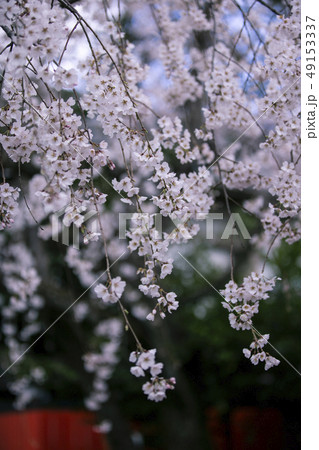 車折神社の渓仙桜 49153337