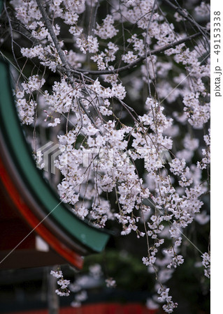車折神社の渓仙桜 49153338