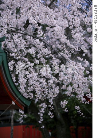 車折神社の渓仙桜 49153339
