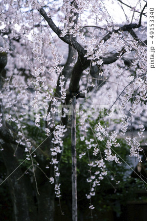車折神社の渓仙桜 49153340