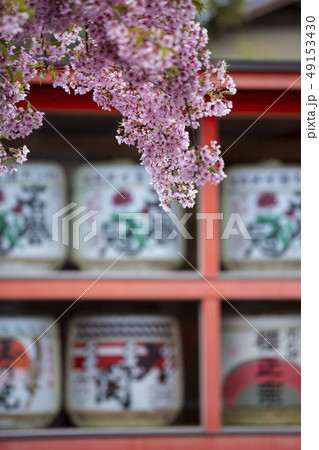 車折神社の河津桜 車折神社の河津桜 49153430