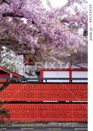 車折神社の河津桜 49153434