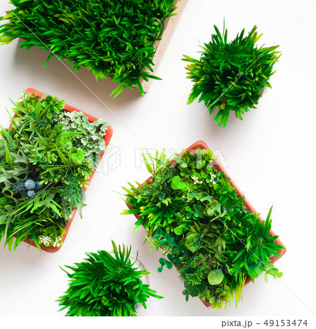 Decorative plants in different pots on white background 49153474