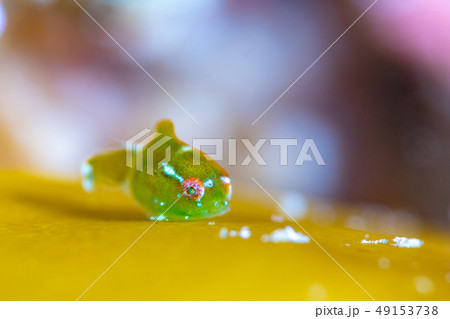 ダンゴウオ 49153738