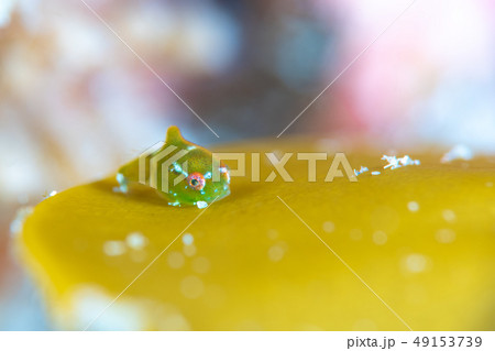 ダンゴウオ 49153739