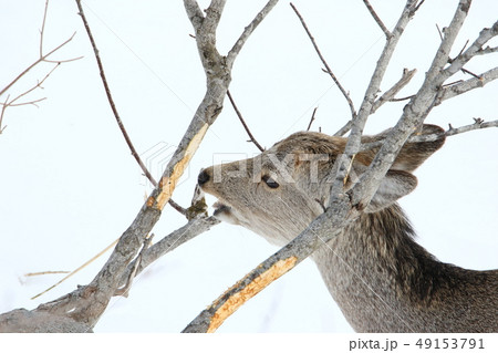 樹皮を食害する厳冬期のエゾシカ［メス成獣・横顔アップＡ/２３‐１８］ 49153791
