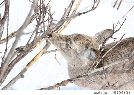 樹皮を食害する厳冬期のエゾシカ［メス成獣・頭部横顔アップＢ/５‐３］ 49154358