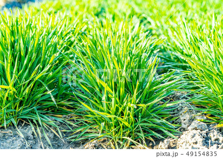 若葉 青葉 青麦 朝露 前ボケ 後ろボケ エコイメージ 【長野県】 若葉 青葉 青麦 朝露 前ボケ 後ろボケ エコイメージ 【長野県】 49154835