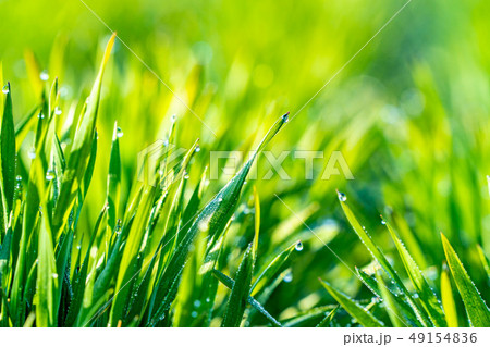 若葉　青葉　青麦　朝露　前ボケ　後ろボケ　エコイメージ　【長野県】 49154836
