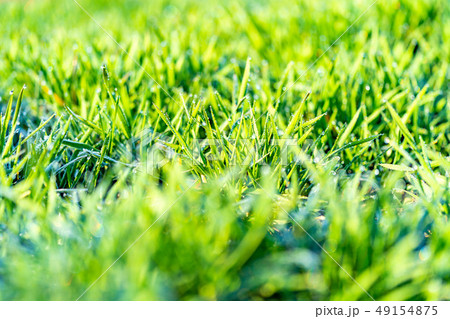 若葉　青葉　青麦　朝露　前ボケ　後ろボケ　エコイメージ　【長野県】 49154875