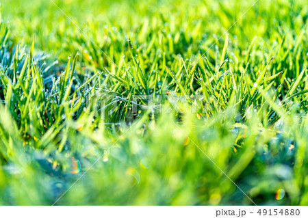 若葉 青葉 青麦 朝露 前ボケ 後ろボケ エコイメージ 【長野県】 若葉 青葉 青麦 朝露 前ボケ 後ろボケ エコイメージ 【長野県】 49154880