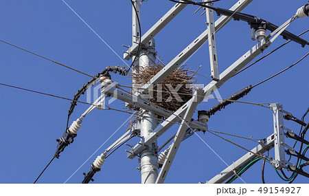 電柱の上のカササギの巣_営巣中 49154927