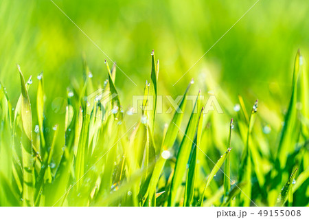 若葉 青葉 青麦 朝露 前ボケ 後ろボケ エコイメージ 【長野県】 若葉 青葉 青麦 朝露 前ボケ 後ろボケ エコイメージ 【長野県】 49155008
