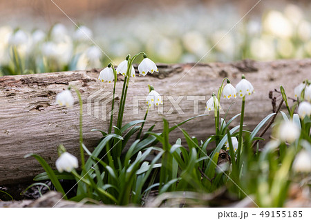 white spring flowers snowflake Leucojum 49155185