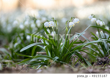 white spring flowers snowflake Leucojum 49155187