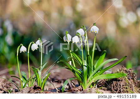 white spring flowers snowflake Leucojum 49155189