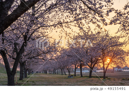 北浅羽桜堤公園 寒桜 朝焼け 北浅羽桜堤公園 寒桜 朝焼け 49155491