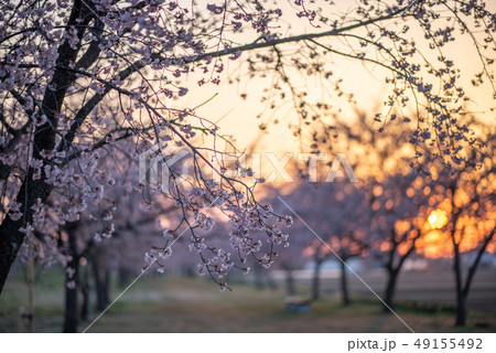 北浅羽桜堤公園 寒桜　朝焼け 49155492
