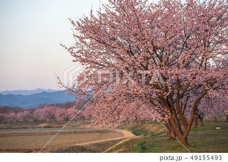 北浅羽桜堤公園 寒桜 49155493