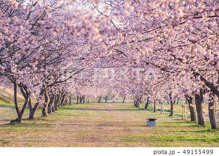 北浅羽桜堤公園 寒桜の写真素材