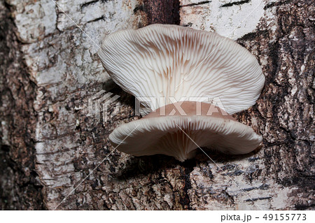 Parasitic mushroom are growing on a birch trunk. 49155773