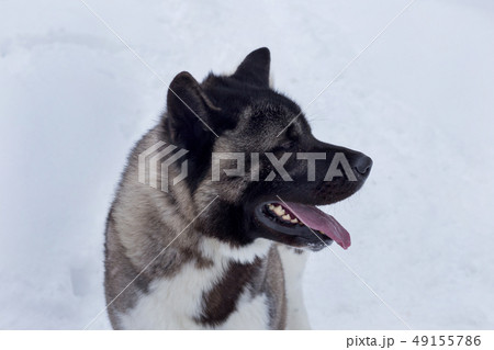 Cute american akita is standing on a white snow. Cute american akita is standing on a white snow. 49155786