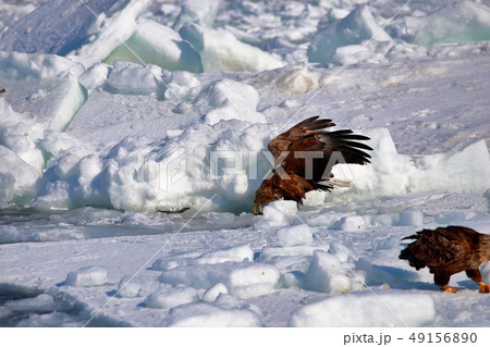 鷲 オオワシ 北海道 オホーツク海 遊覧船 クルーズ船 流氷 鷲 オオワシ 北海道 オホーツク海 遊覧船 クルーズ船 流氷 49156890