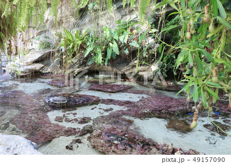 アクアマリンふくしま・東南アジアの水辺 アクアマリンふくしま・東南アジアの水辺 49157090