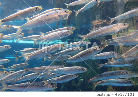 アクアマリンふくしま・潮目の海（イワシの群れ） 49157101