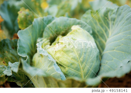 Cabbage in farm with sunlight. Cabbage in farm with sunlight. 49158141