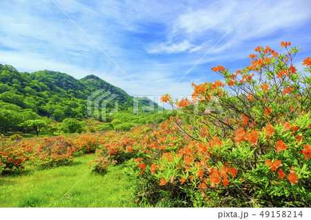 赤城高原のレンゲツツジ 49158214