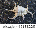 Sea shell on black gravel background. 49158225